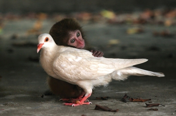 A macaque and a dove 