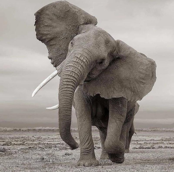 A Majestic African Male Elephant