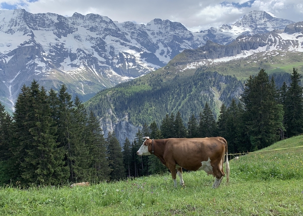 A Majestic cow in the Alps Lauterbrunnen Switzerland 