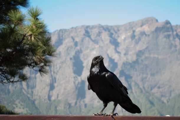 A majestic Raven Corvus Corax 