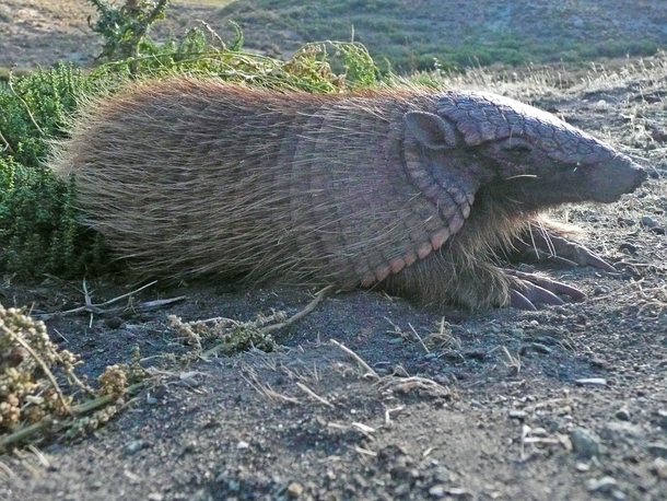 A majestic Screaming hairy armadillo Chaetophractus vellerosus 