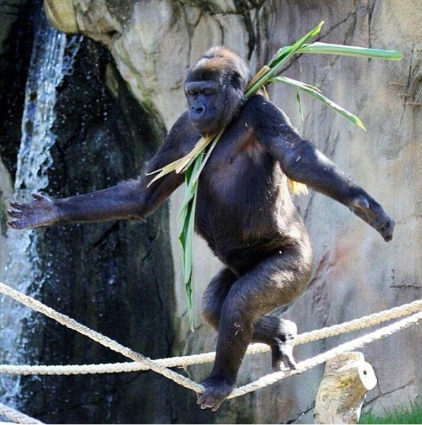 A male gorilla has taught himself how to walk a tightrope to try and impress the female at Taronga Zoo Sydney Australia 