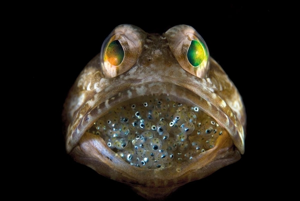 A male jawfish mouthbrooding eggs Steve Kovacs 