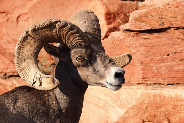 A Male Ram Bighorn Sheep with many battles Zion National Park Utah 