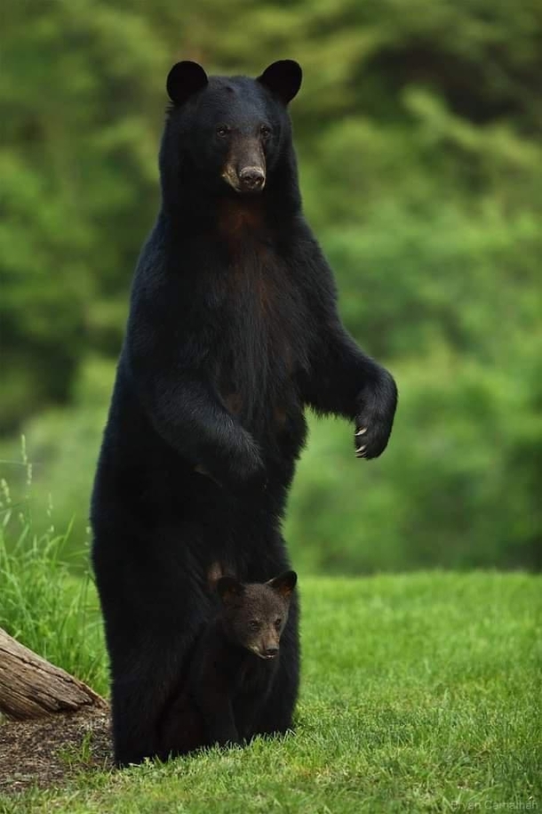 A mama black bear looking out for her cub