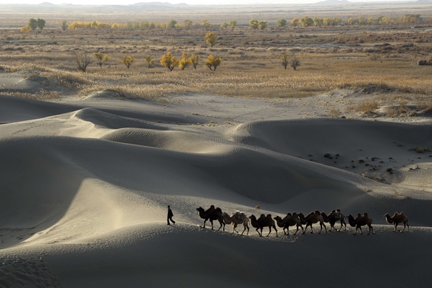 A man leads camels at the edge of the Taklamakan Desert in Xinjiang Uighur Autonomous Region 