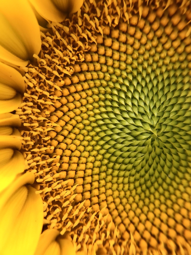 A mesmerizing close up of a sunflower