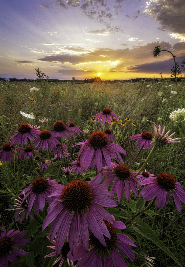 A midwestern sunset and wildflowers in NE Iowa 