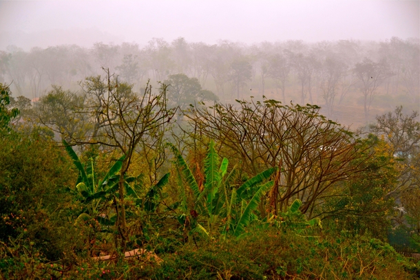 A misty morning in the jungle of Ooty India   x 
