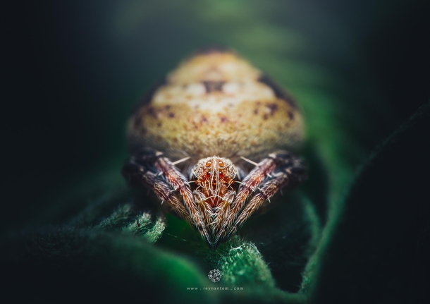 A mm-tiny Hump Back Araneid spider