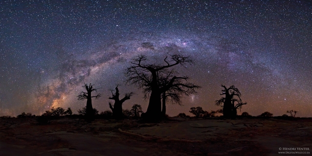 A moonless starry night over Botswanas Baobab trees  By Hendri Venter