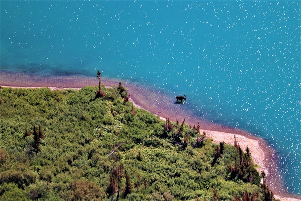 A moose chilling in Grinnel Lake  Glacier National Park Montana USA 