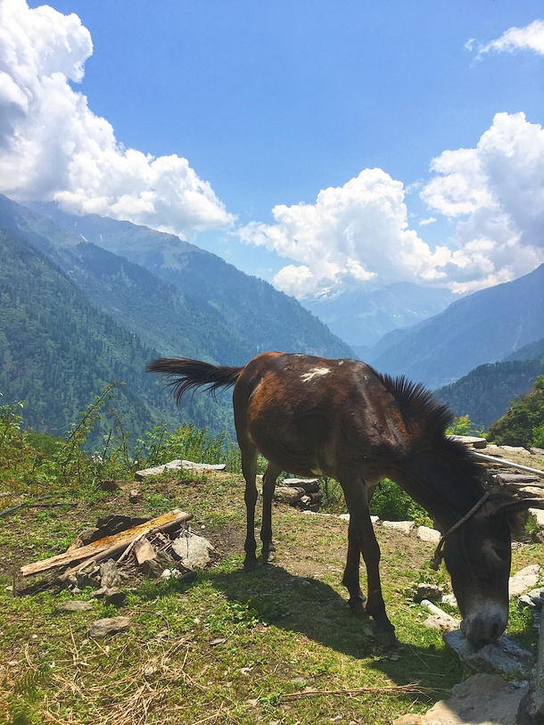 A morning view of the valley with a pony casually chilling outside our rooms window At Village of Gargi Himachal Pradesh India   Summer