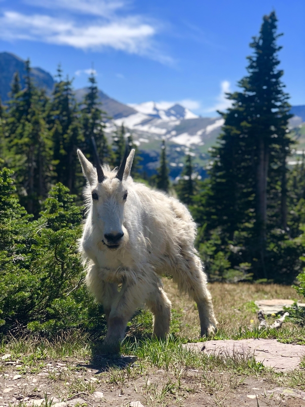 A mountain goat in Glacier NP