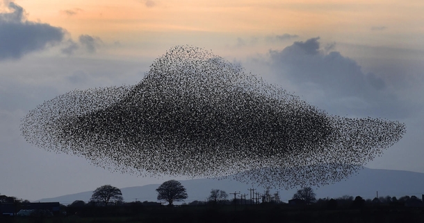 A murmuration of starlings put on a display near the town of Gretna Scotland  November  Starlings visit the area twice a year in the months of February amp November photo by Owen Humphreys 