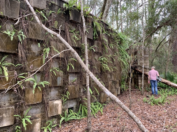 A mysterious concrete wall I found in the woods of North Florida Its origin is currently unknown