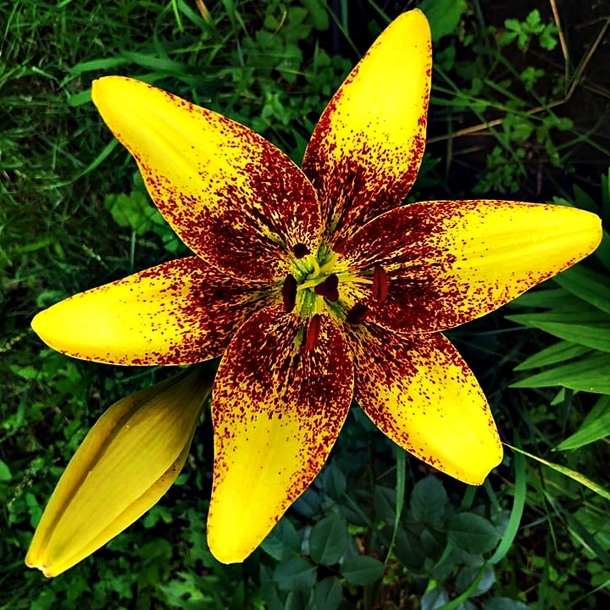 A new surprise in my garden  Lilies are my favorite 