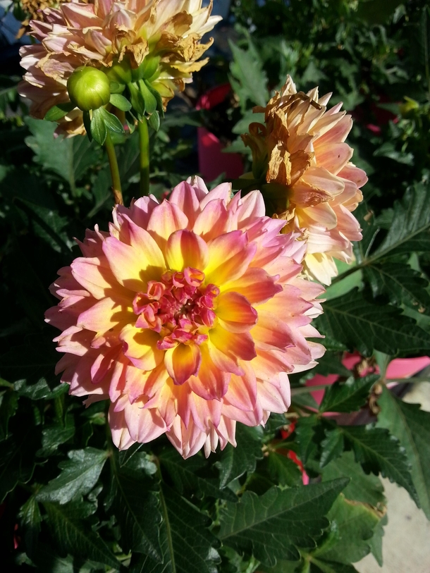 A nice Dahlia we have at work 