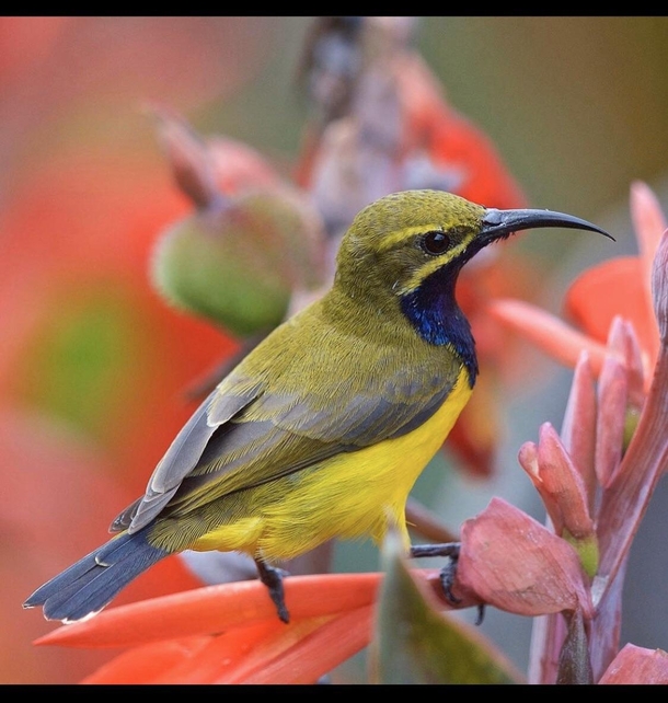 A Olive Backed Sunbird in Indonesia