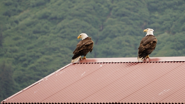 A pair of bald eagles perched on a roof in Southeast Alaska 