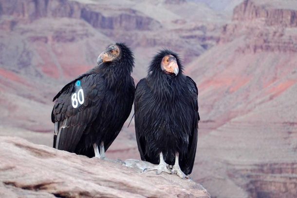 A Pair of California Condors in the Grand Canyon AZ 