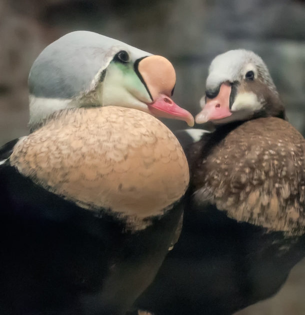 A pair of Eiders on the coast of Labrador photographed by Monique Lagu 