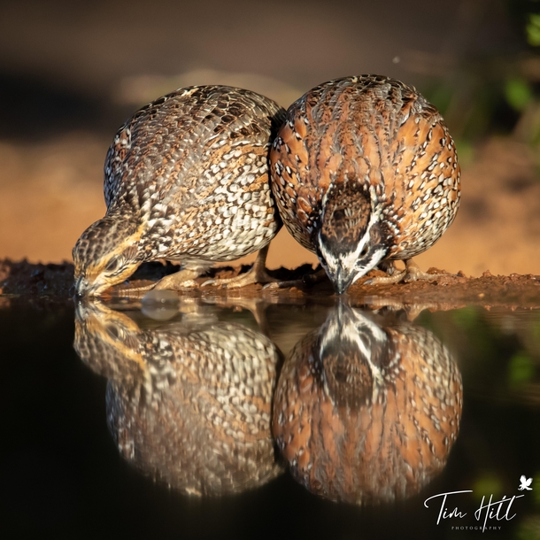 A pair of Northern Bobwhite Quails staying hydrated
