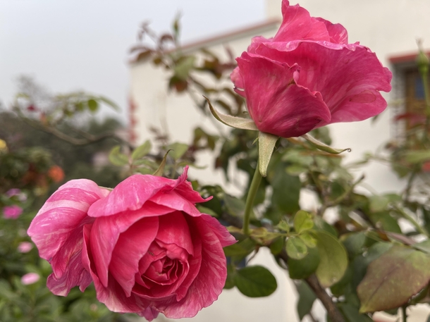 A pair of pink roses resembling a couple in love 
