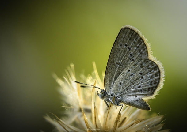 A Pale Blue Grass Butterfly at sunset