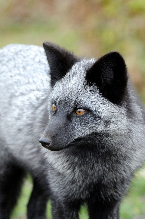 A particularly majestic-looking silver fox photo by Matt Knoth 