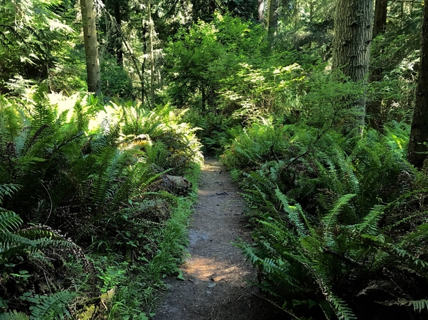 A path through the forest - Deception Pass State Park WA 