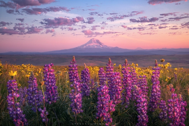 A peaceful morning in the Columbia River Gorge WA looking out at Mt Adams surrounded by wildflowers and  degree views 