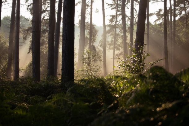 A peaceful morning in the forest - Cannock Chase Staffordshire UK 