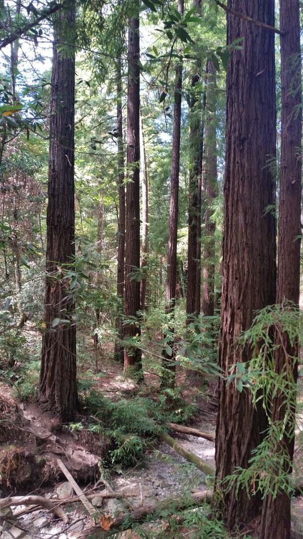 A peaceful place among the California Redwoods 