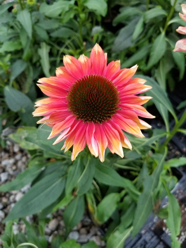 a perfect specimen of echinacea playful meadow mama