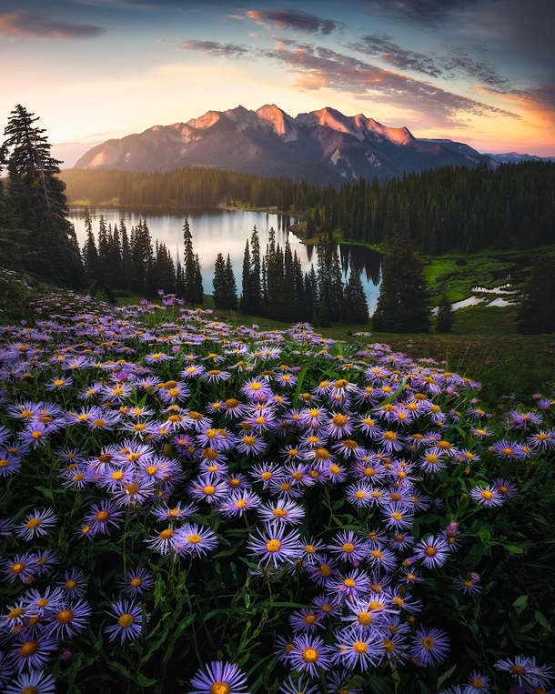 A perfectly placed bunch of Wild Asters Lake Irwin - Colorado 