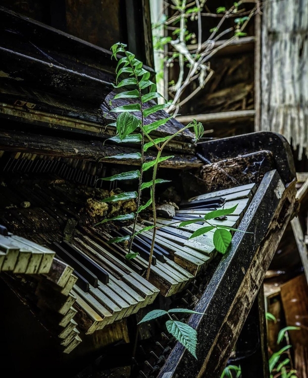 A piano left to nature