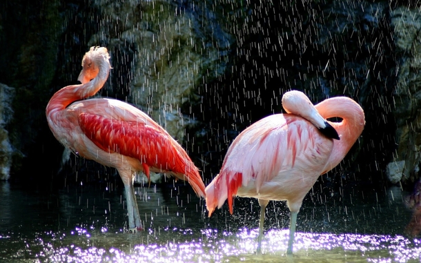 A pic of two flamingos in the rain