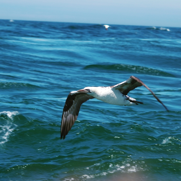A picture of a young Gannet I took please forgive the finger at the bottom if the picture it was my first time doing photography out at sea