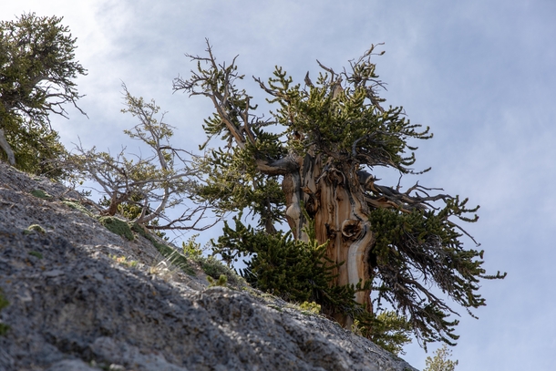 A picturesque ancient Great Basin bristlecone pine growing on steep rough limestone in the White Pine Range of eastern Nevada Individuals of this species have been found to be the worlds oldest non-clonal organisms and can reach ages over  years 