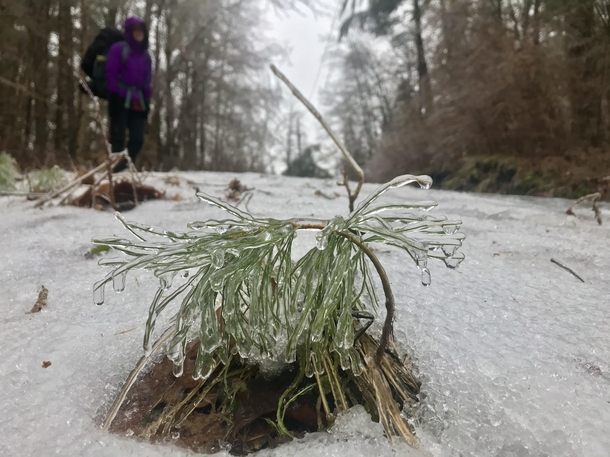 A pine sapling after some freezing rain