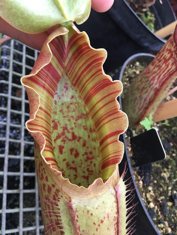 A pitcher unfurling its edges nepenthes x mixata  pitcher plant I love the delicate wavy candy stripe edges