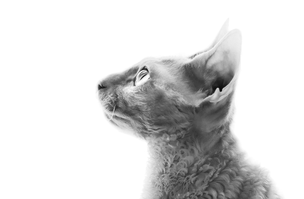A portrait I made of our Cornish Rex