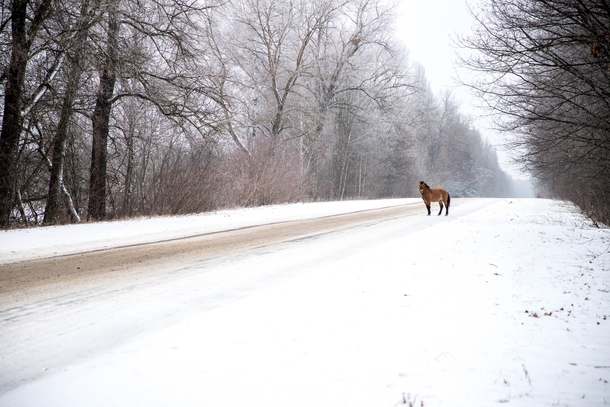 A Przewalskis horse crosses a road in the Chernobyl Exclusion Zone in January