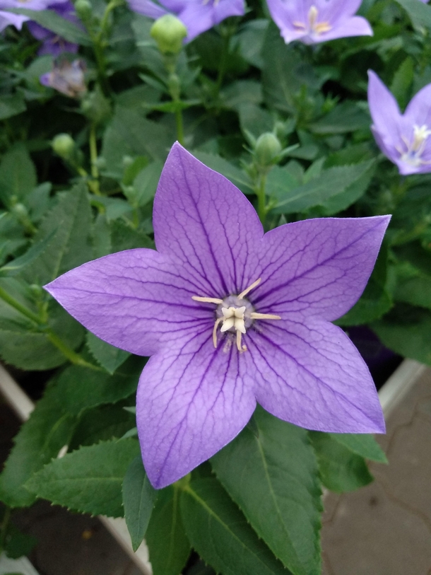A purple flower I saw at our local flower market  this belongs here I guess