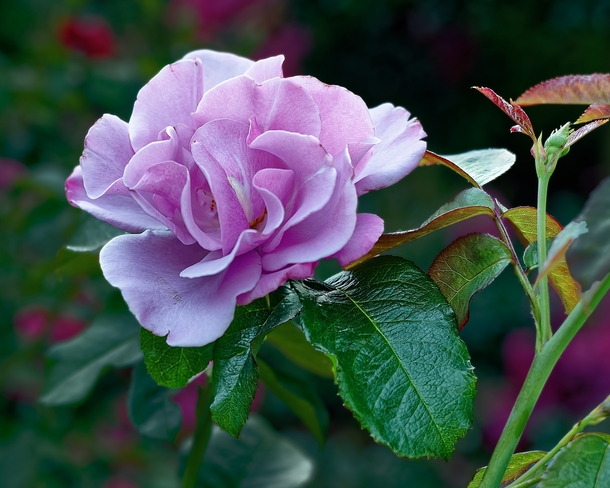 A purple rose OC 