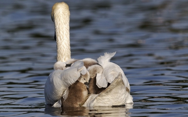 A quintet of baby swans huddled together on their mothers back as they cross a lake in Bushy Park London England Photo by Mike Lane 