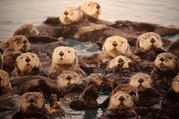 A raft of otters Enhydra lutris - - Photorator