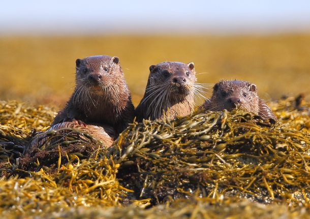 A Raft of Otters Lutra lutra - 