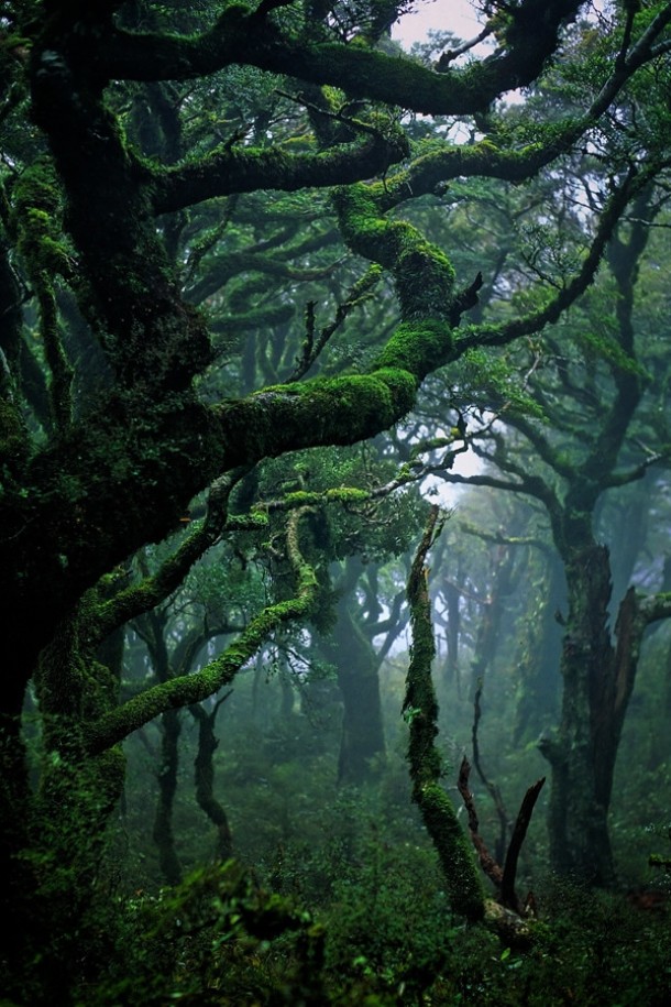 A rainforest in Waikaremoana New Zealand 